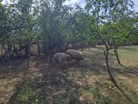 Qoʻchqor, Tsigai sheep — 3-rasm