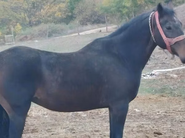Mare, Horses