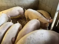 Boar — photo 2
