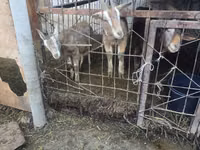 Ziege, Alpine goat — Foto 4