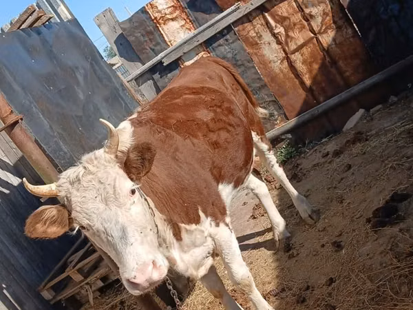 गाय, कजाख़स्तानी सफेद सिर वाली गाय — कज़ाखस्तान