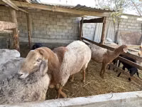 Қошқар, Arashan sheep — 1-сурет