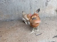 Chickens — 3-сурет