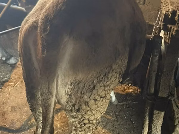 गाय, Swiss cattle — किर्गिज़स्तान