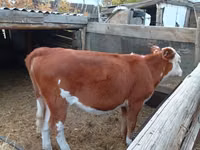 गाय, Simmental cattle — फ़ोटो 2