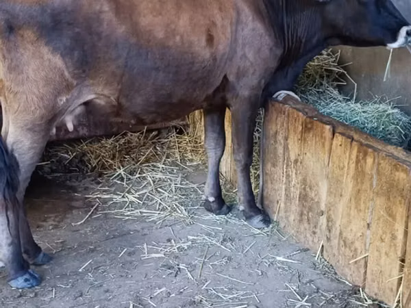 Vaca, Raza Alatau