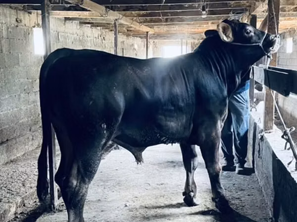 公牛, Swiss cattle — 吉尔吉斯斯坦