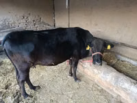 Kuh, Aberdeen-Angus — Foto 4