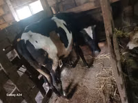 गाय, Russian Black pied cattle — फ़ोटो 5