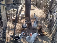 Ducks — 照片 2