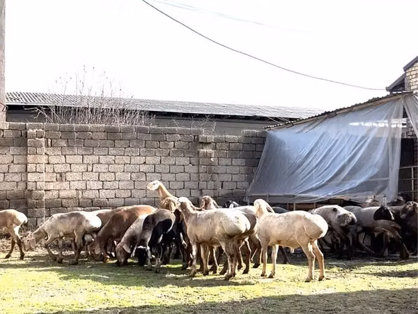 كبش, الأغنام — أوزبكستان
