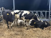 Kuh, Holstein-Rasse — Foto 7