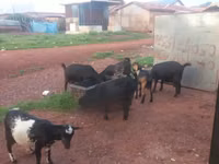 山羊（批次，未指定性别）, Goats — 照片 2