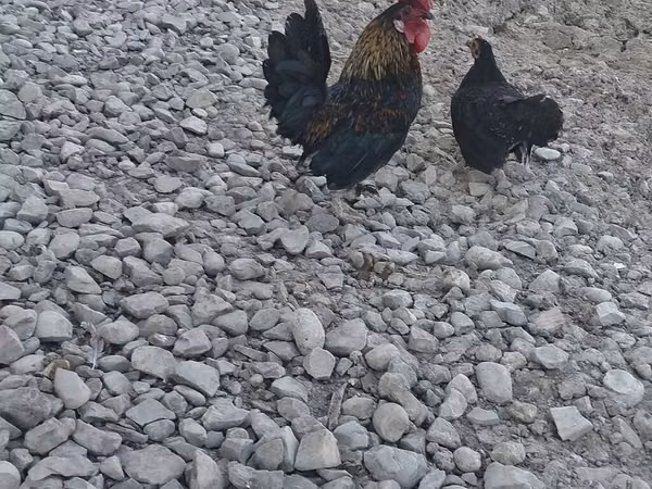 ياباني بانتام