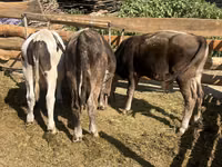 公牛, Russian Black pied cattle — 照片 2