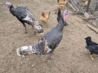 Turkeys — फ़ोटो 1