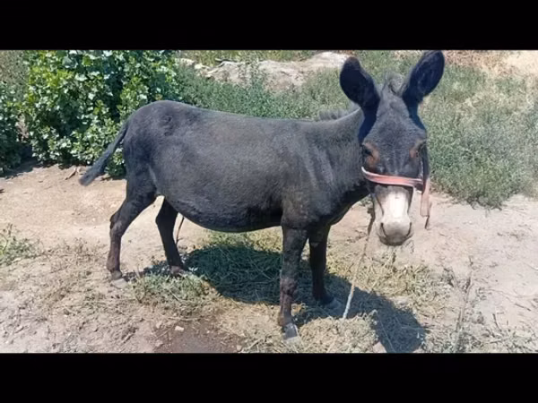 فرس, الخيول — قيرغيزستان
