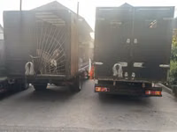 كبش, الأغنام — الصورة 3