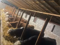 公牛, Kazakh White-headed cow — 照片 2