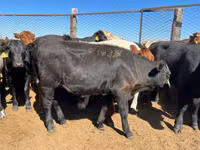 Сиыр, Simmental cattle — 6-сурет