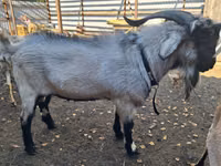 Cabro, Saanen goat — foto 2