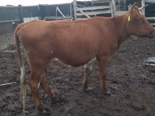 母牛, Cattle — 哈萨克斯坦