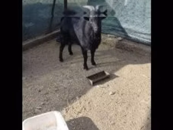 تيس, Dutch Landrace goats