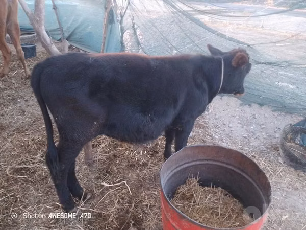 Toro, Ganado vacuno — Uzbekistán