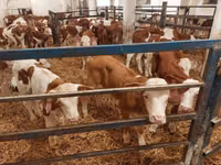 सांड, Simmental cattle — फ़ोटो 3
