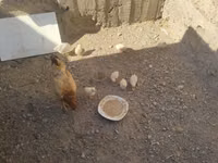 Chickens — Foto 5