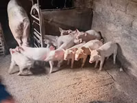 خنزير ذكر, الخنازير — الصورة 6
