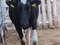 Toro, Raza Holstein — foto 1