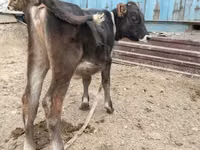 Сиыр, Simmental cattle — 7-сурет