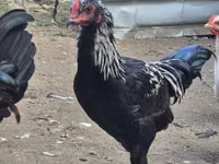 Chickens — Foto 7