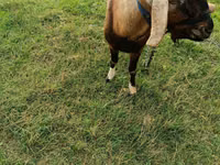 Ziegenbock, Ziegen — Foto 2