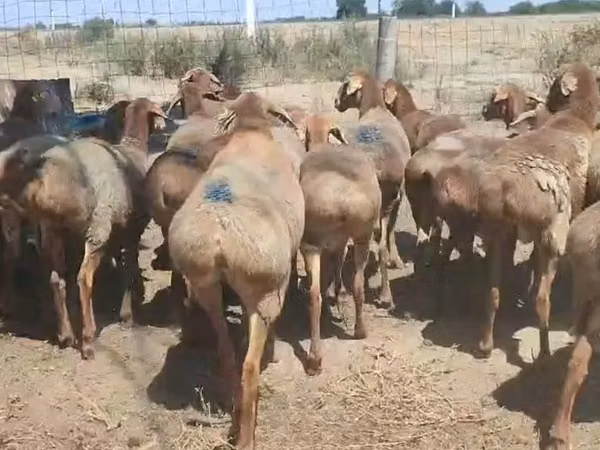 نعجة, Arashan sheep — كازاخستان