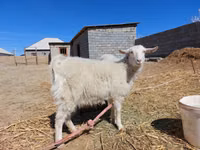 母山羊, Goats — 照片 4