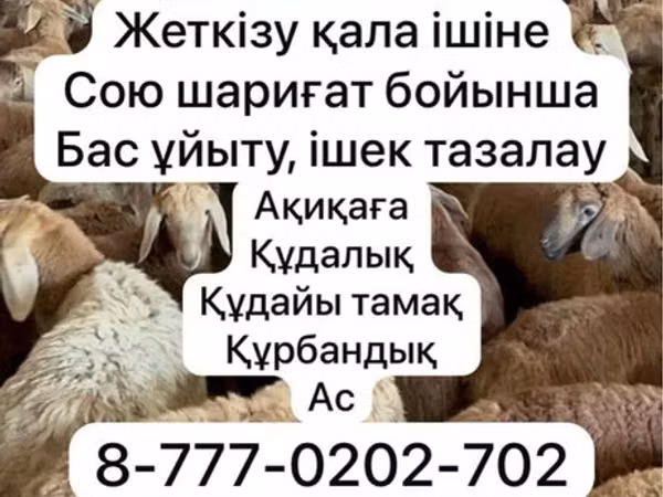 Qoʻy, Krasnoyarsk sheep