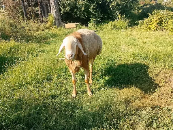 Qoʻchqor, Arashan sheep