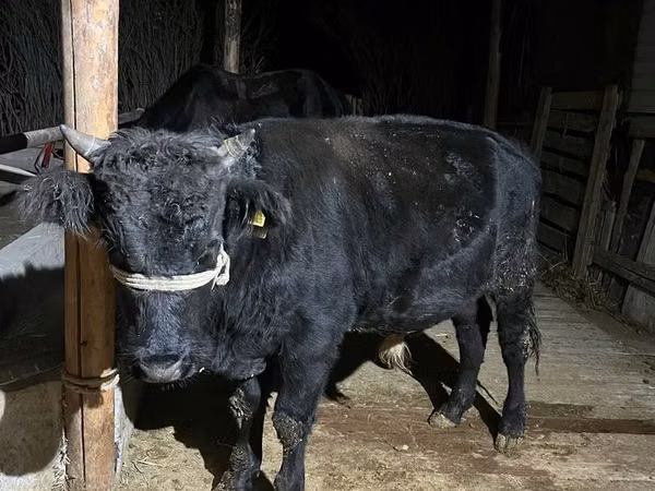 公牛, Aberdeen-Angus — 哈萨克斯坦