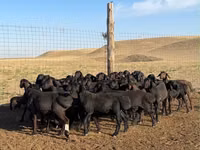 Қошқар, Hissar sheep — 4-сурет