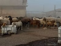 绵羊（批次，未指定性别）, Sheep — 照片 2