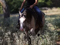 Toychoq, Quarter Horse — 4-rasm