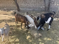 Ешкі, Nubian Goat — 4-сурет
