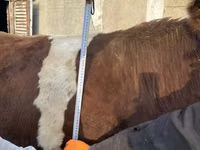 Bulle, Simmental cattle — Foto 5
