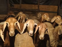 Widder, Arashan sheep — Foto 1