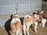 गाय, Simmental cattle — फ़ोटो 5