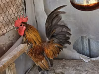 Chickens — Foto 1