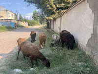 Қошқар, Қойлар — 6-сурет