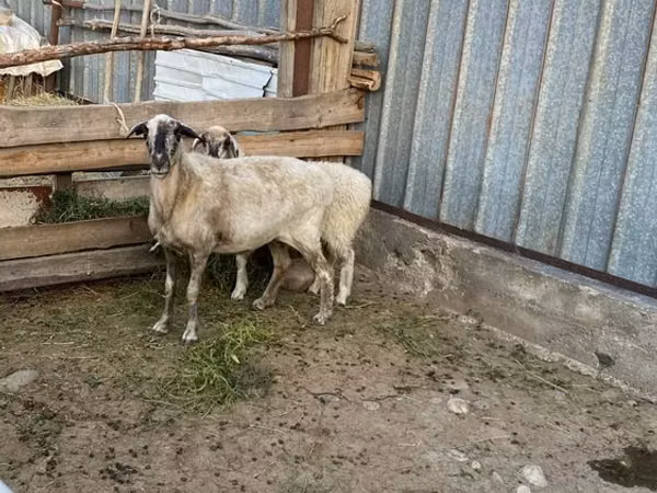Oveja, Ovejas — Kazajistán
